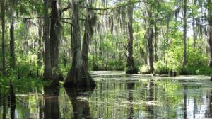 the-bayou